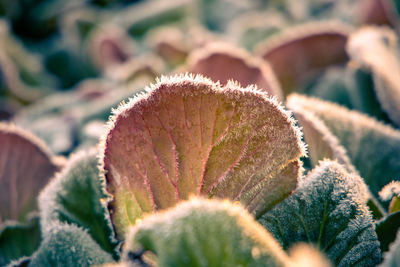 Close-up of flower plant