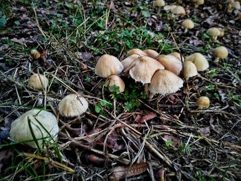 High angle view of mushrooms growing on field