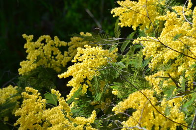 Yellow flowers growing on tree