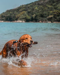 Dog in a lake