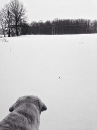 Dog standing on tree trunk