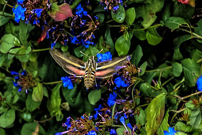 Butterfly perching on flower