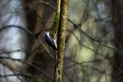 Close-up of bird perching on branch