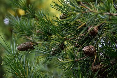 Pine cones on tree