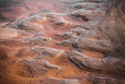 Close-up of starfish on rock