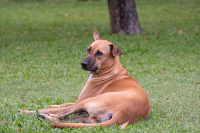 Dog relaxing on field