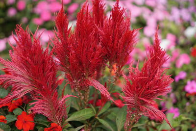 Close-up of red flowering plant