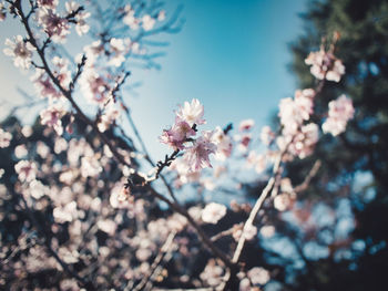 Close-up of cherry blossom