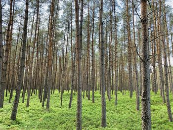 Pine trees in forest