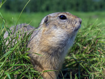 animal