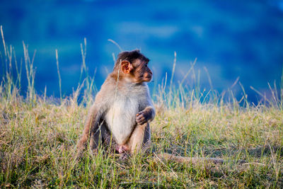 Lion sitting on grass