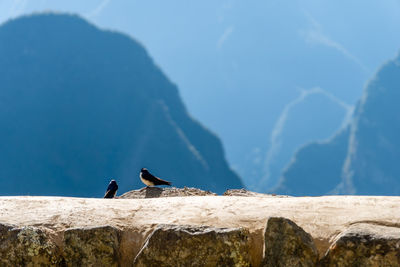 Birds in machu picchu