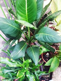 Close-up of fresh green plant