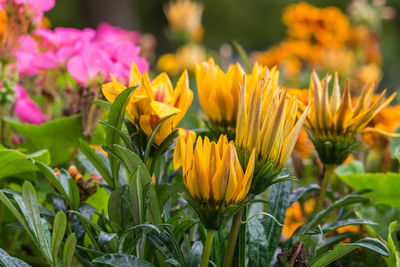 Close-up of yellow flowers blooming in field