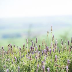 Close-up of flowers blooming in field