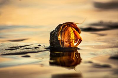 Close-up of crab on beach