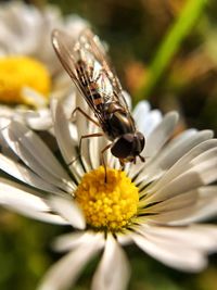 Close-up of insect on flower