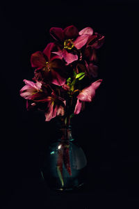 Close-up of plant against black background