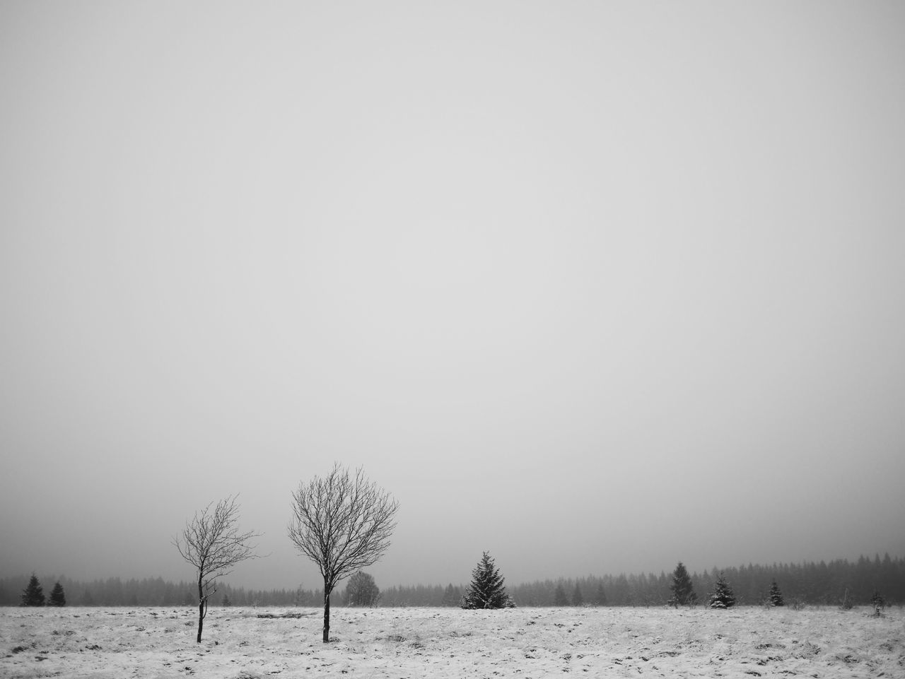 BARE TREES ON SNOW COVERED FIELD AGAINST SKY