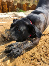 Close-up of a dog on sand