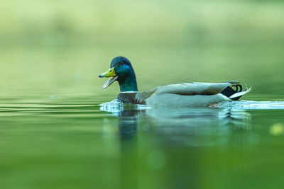 Duck swimming in a lake