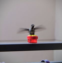 Close-up of bird flying in container