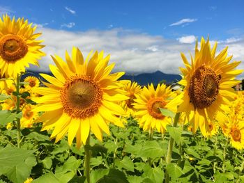 Close-up of sunflower