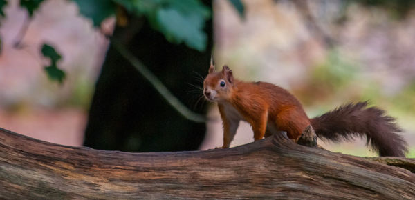 Close-up of squirrel on wood