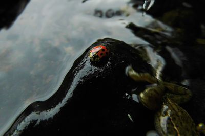 View of an animal in water