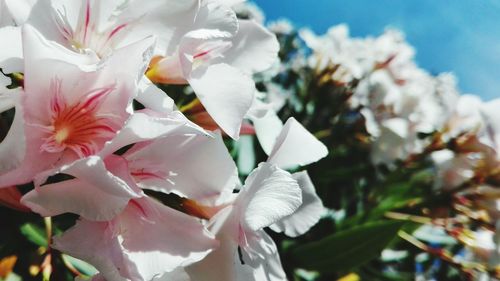 Close-up of pink flower