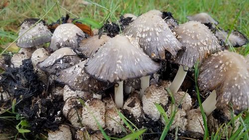 High angle view of mushrooms growing on field