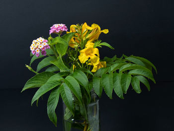 Close-up of yellow flowering plant against black background