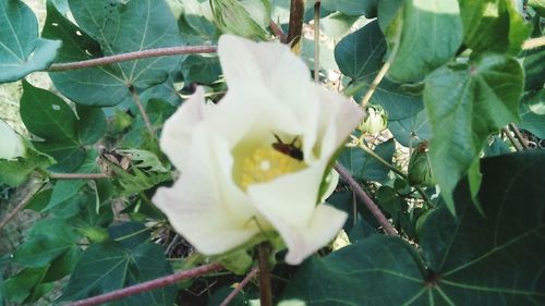 Close-up of rose blooming outdoors