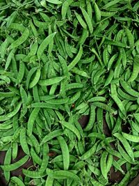 Full frame shot of green leaves
