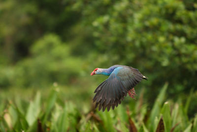 Bird flying