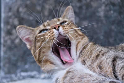 Close-up of cat yawning