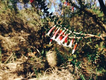 Close-up of red leaves hanging on tree