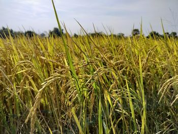 agriculture