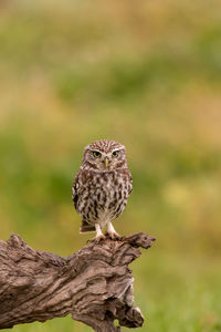 Close-up of bird perching on a tree