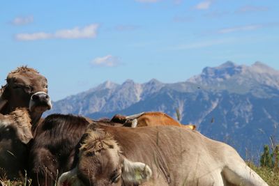 View of a cow on field against mountain range