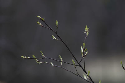 Close-up of plant