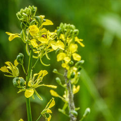 Close-up of yellow flowering plant