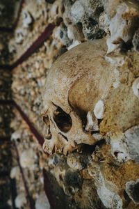 Close-up of human skull