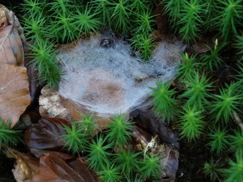 High angle view of fresh green plants