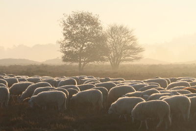 Flock of sheep grazing on field