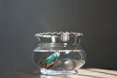 Close-up of the betta fish jar on table