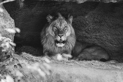 Lion relaxing by rocks