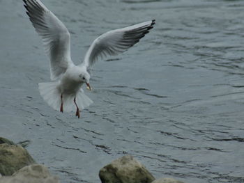 Seagull flying over lake