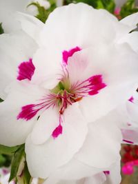 Close-up of white flower