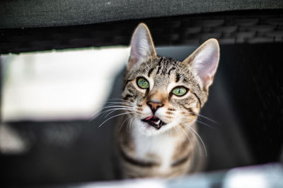 Close-up portrait of cat